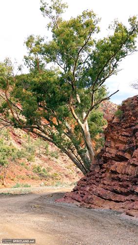Flinders Ranges NP, SA. 